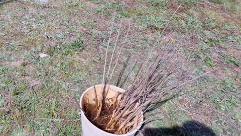 ДГС Ловеч дава безплатно 3000 фиданки в Седмицата на гората