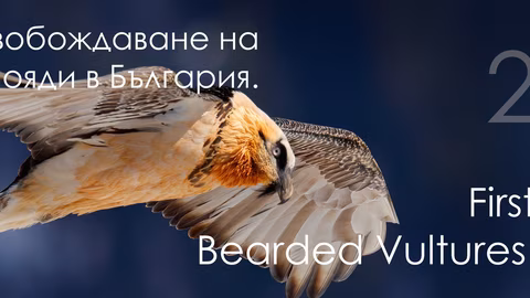 На 17 май край Сливен пускат в дивата природа млади брадати лешояди