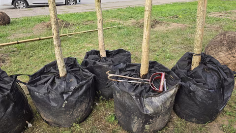 Община Благоевград засажда 21 нови дървета на ул. "Данаил Крапчев"