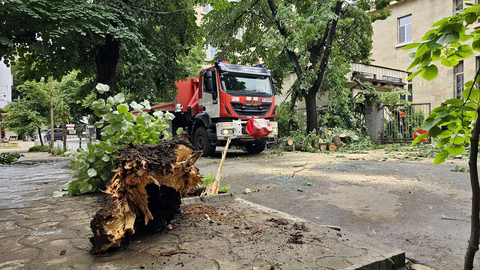 Падналото дърво в центъра на Русе блокира движението, няма пострадали