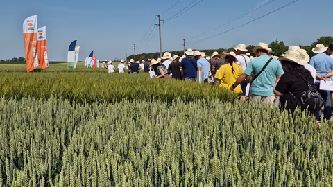 Ден на пшеницата край Кубрат представи над 60 сорта и иновации