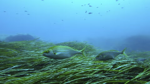 Учени откриха нов микроб с вирусоподобен живот при морски организми