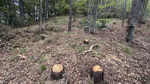 Мъж пострада при падане на дърво по време на дърводобив край село Студена