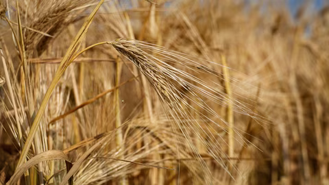 Производството на пшеница в света се очаква да намалее до 810 млн. тона през 2026 г.