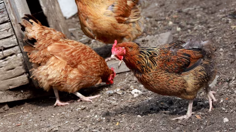 Новите цифрови тестове за птичи грип A (H5N1) ускоряват откриването