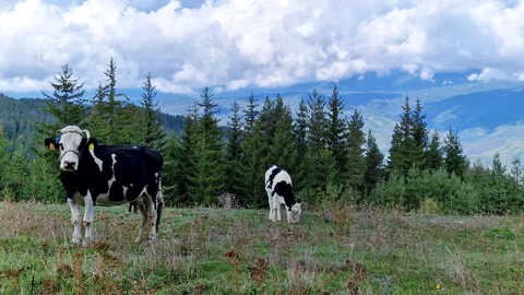 Открити нови огнища на нодуларен дерматит при говеда в югозападна Франция