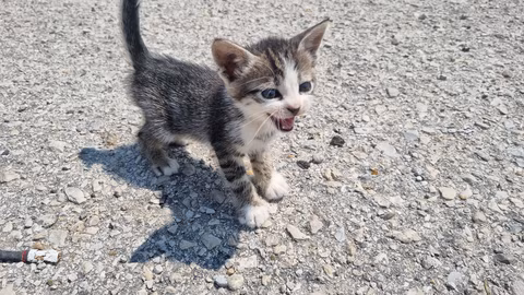 Общинският приют в Казанлък кастрира близо 400 безстопанствени животни