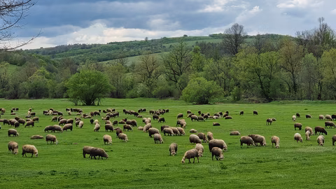 ДФЗ отпуска близо 2,245 млн. лв. компенсации за фермери с дребни преживни животни
