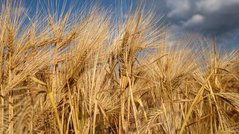 Световните и българските стокови пазари останаха стабилни през седмицата
