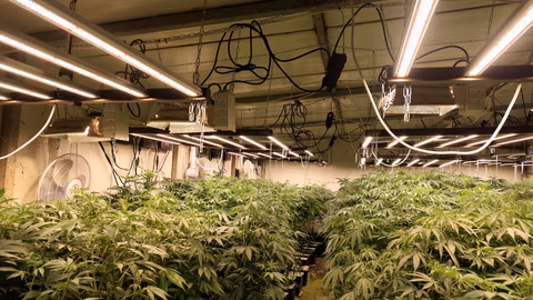 55-годишен варненец е обвинен за наркооранжерия в село Просечен