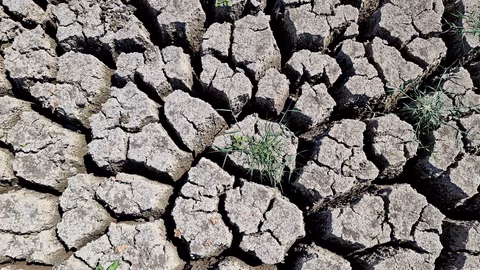 ДФЗ определи помощ за компенсиране на щети по земеделски култури през 2025