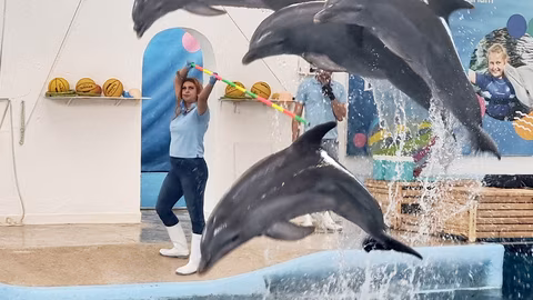 Варненският делфинариум предлага безплатно коледно шоу с делфини