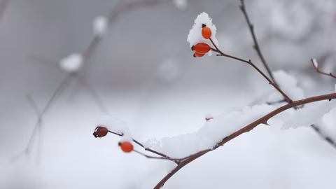 Астрономическата зима започва днес с най-късия ден в годината