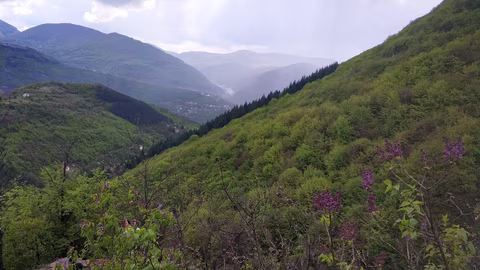 Успешен растеж на популациите на белоглавия и черния лешояд във Врачански Балкан