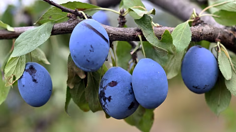 Земеделци могат да кандидатстват за спешна помощ след измръзване и слана