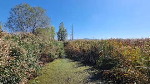Природозащитници организират разходка до Драгоманското блато в подкрепа на влажните зони