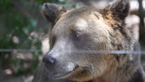 Хималайската мечка Деси навърши 38 години в Софийския зоопарк