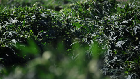 Полицейски операции в Северна Македония иззеха около 40 тона марихуана