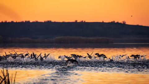 Куиз за влажни зони с акцент върху Атанасовското езеро в Бургас