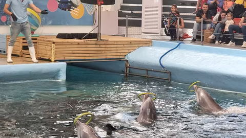 Делфинариумът във Варна предлага безплатни великденски представления за деца