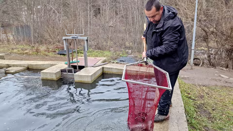Производителите на сладководна риба могат да кандидатстват за помощ "де минимис"