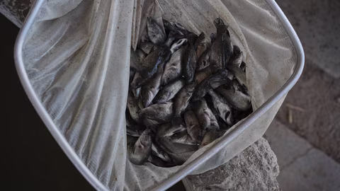 Извадиха 16 км стари рибарски мрежи от дъното на езерото Исък Кул