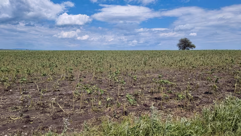 ДФЗ изплати над 3 милиона евро компенсации на пострадали земеделци през 2024 и 2025 г.